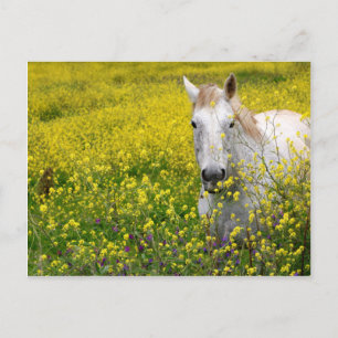 Carte Postale Curieux