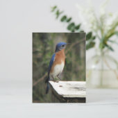 Carte postale Curieux Bluebird (Debout devant)