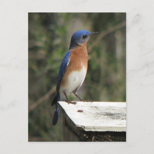 Carte postale Curieux Bluebird (Devant)