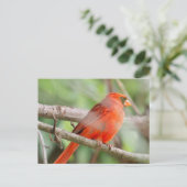 Carte Postale Curieux Cardinal Postcard (Debout devant)