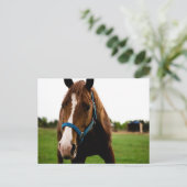 Carte Postale Curieux châtaignier (Debout devant)