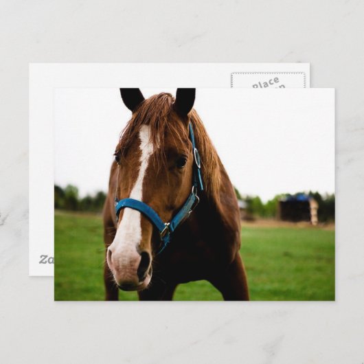 Carte Postale Curieux châtaignier (Devant / Derrière)