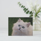 Carte Postale Curieux chaton blanc mignon (Debout devant)