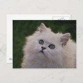 Carte Postale Curieux chaton blanc mignon (Devant / Derrière)