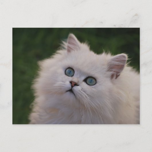 Carte Postale Curieux chaton blanc mignon (Devant)