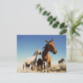 Carte Postale Curieux Cheval (Debout devant)