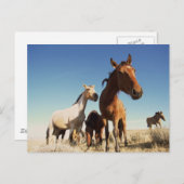 Carte Postale Curieux Cheval (Devant / Derrière)