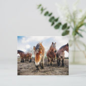 Carte Postale Curieux Cheval Belge De Ci-Dessous (Debout devant)