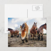 Carte Postale Curieux Cheval Belge De Ci-Dessous (Devant / Derrière)