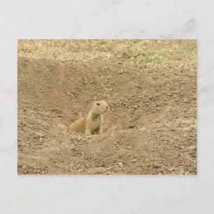 Carte Postale Curieux chien des Prairies