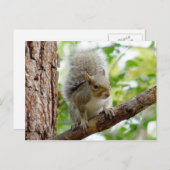 Carte postale Curieux d'écureuil animal (Devant / Derrière)