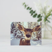 Carte Postale Curieux doe (Debout devant)