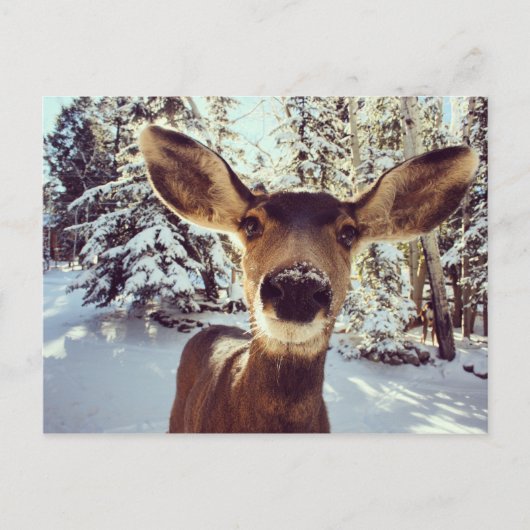Carte Postale Curieux doe (Devant)