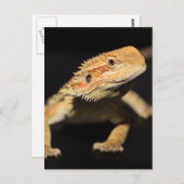 Carte Postale Curieux Dragon À Portée (Devant / Derrière)