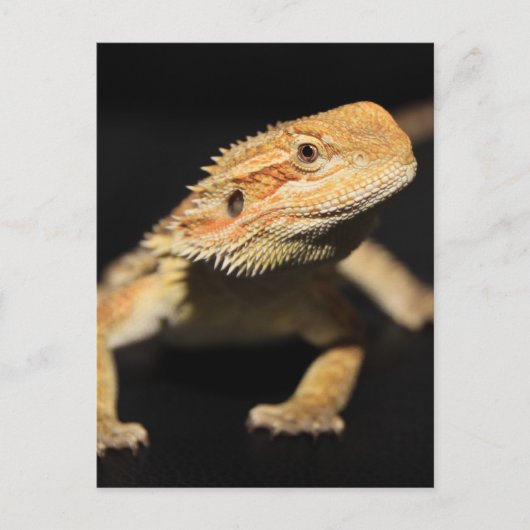 Carte Postale Curieux Dragon À Portée (Devant)