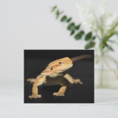 Carte Postale Curieux Dragon À Portée (Debout devant)