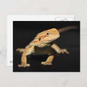 Carte Postale Curieux Dragon À Portée (Devant / Derrière)