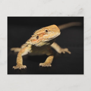 Carte Postale Curieux Dragon À Portée