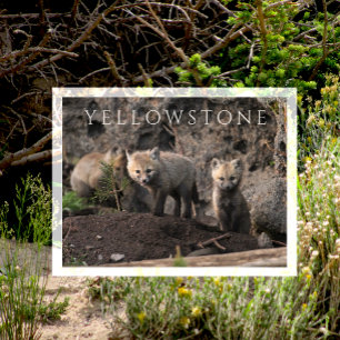 Carte Postale Curieux Fox Cubs près de Den, Yellowstone NP, Wyom