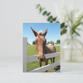 Carte postale Curieux Mule (Debout devant)