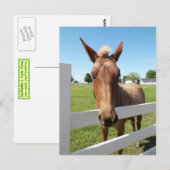 Carte postale Curieux Mule (Devant / Derrière)