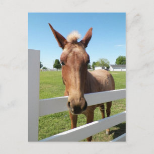 Carte postale Curieux Mule