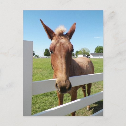 Carte postale Curieux Mule (Devant)