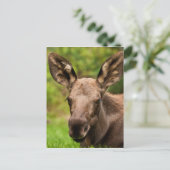 Carte Postale Curieux orignal (Debout devant)