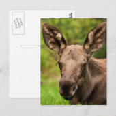 Carte Postale Curieux orignal (Devant / Derrière)