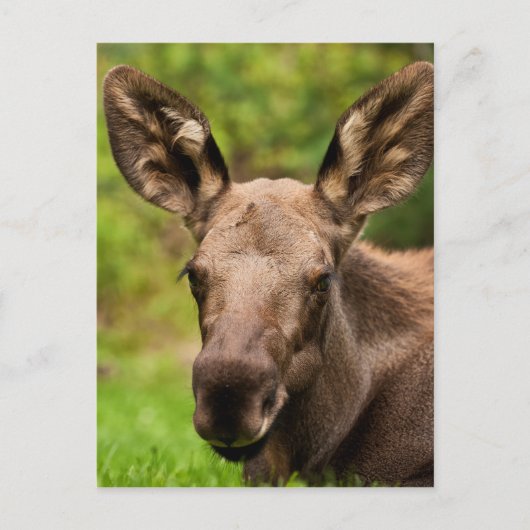 Carte Postale Curieux orignal (Devant)