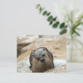 Carte Postale Curieux Otter (Debout devant)