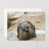 Carte Postale Curieux Otter (Devant / Derrière)
