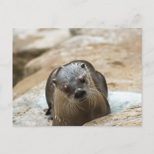 Carte Postale Curieux Otter (Devant)