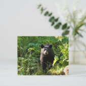 Carte Postale Curieux ours noir (Debout devant)