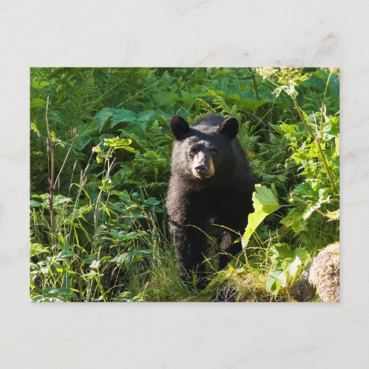 Carte Postale Curieux ours noir (Devant)