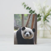 Carte Postale Curieux ours Panda Bear (Debout devant)