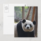 Carte Postale Curieux ours Panda Bear (Devant / Derrière)