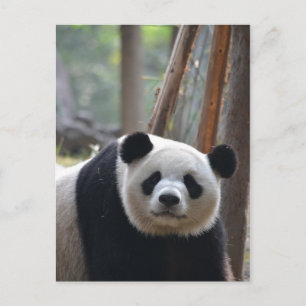 Carte Postale Curieux ours Panda Bear