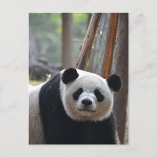 Carte Postale Curieux ours Panda Bear (Devant)