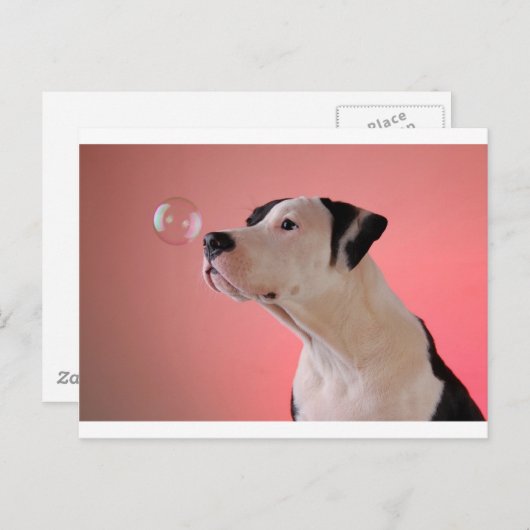 Carte Postale Curieux petit (Devant / Derrière)