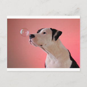 Carte Postale Curieux petit