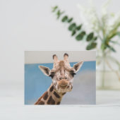 Carte Postale Curieux Portrait de Giraffe (Debout devant)