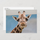 Carte Postale Curieux Portrait de Giraffe (Devant / Derrière)