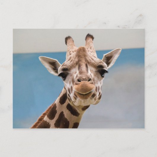 Carte Postale Curieux Portrait de Giraffe (Devant)