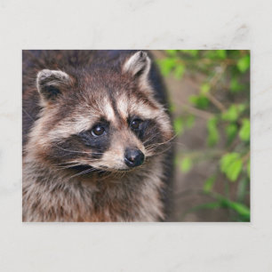 Carte Postale Curieux Raccoon