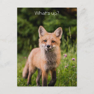 Carte Postale Curieux Red Fox mignon "What's Up ?"
