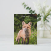 Carte Postale Curieux Red Fox mignon "What's Up ?" (Debout devant)