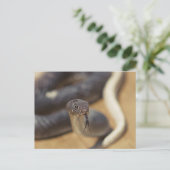 Carte Postale Curieux Serpent (Debout devant)