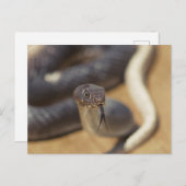 Carte Postale Curieux Serpent (Devant / Derrière)