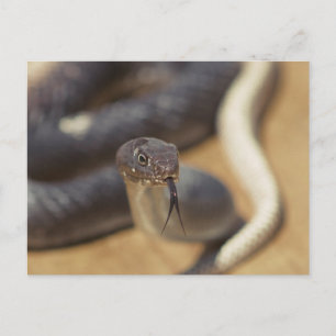 Carte Postale Curieux Serpent